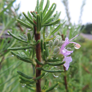 雨に濡れたローズマリーの花と葉を捉えたクローズアップ写真