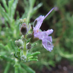 ローズマリーの紫色の花が咲き始めた様子を接写したマクロ写真
