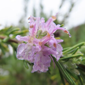 水滴がきらめくローズマリーの花を正面から捉えた高精細な写真