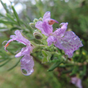 雨粒が滴るローズマリーの花を斜めからとらえたマクロ写真