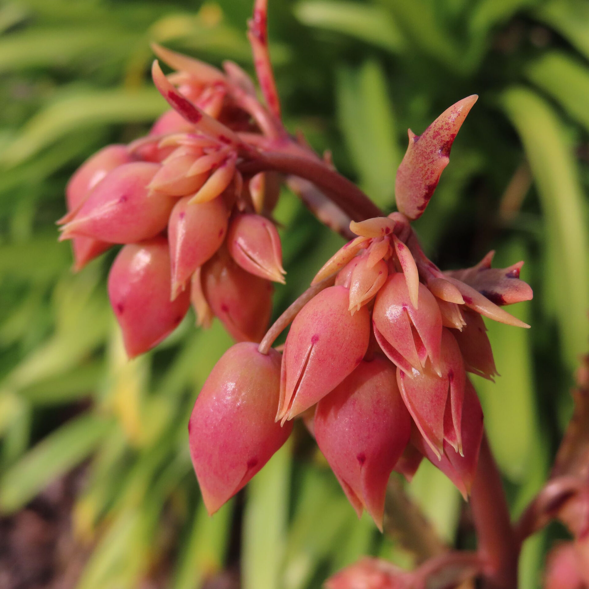 コチョウノマイ