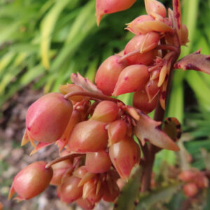 花が密集して咲くコチョウノマイの茎先を斜め上から撮影した写真