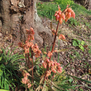 コチョウノマイの株全体と複数の花穂が写る地植えの様子を写した写真