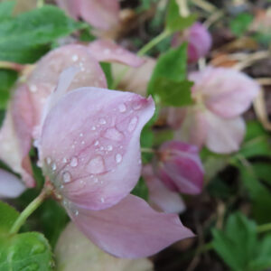 雨上がりにしっとりと咲く淡いピンクのクリスマスローズの花びらを斜め構図で撮影