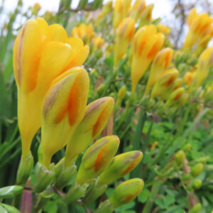 群生する黄色いフリージアの花とつぼみの咲き始め