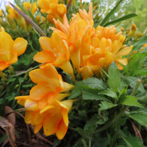 雫が残る黄色とオレンジのフリージアの花のアップ