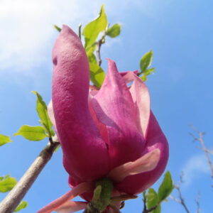 モクレンの春花を撮影した花写真