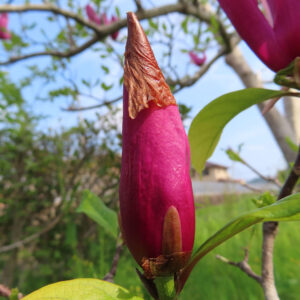 モクレンの春花を撮影した花写真
