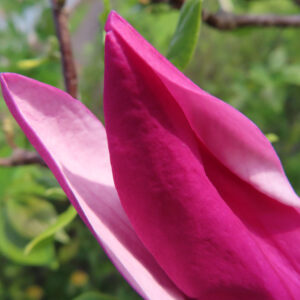 モクレンの春花を撮影した花写真