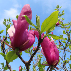 モクレンの春花を撮影した花写真