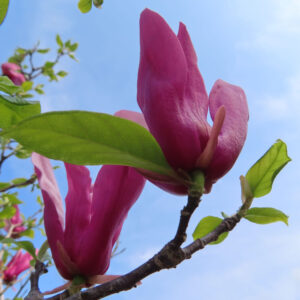 モクレンの春花を撮影した花写真