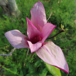モクレンの春花を撮影した花写真