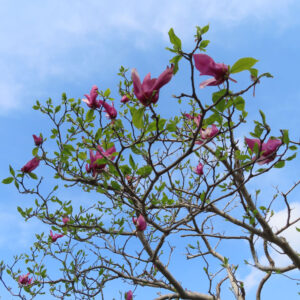 モクレンの春花を撮影した花写真