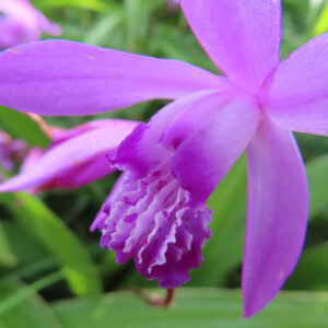 鮮やかな紫色のシランの花が開いた接写マクロ写真