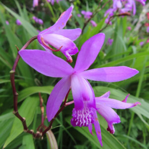 自然光に照らされて咲くシランの鮮やかな紫色の花の写真