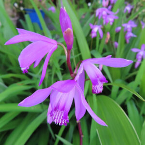 群生する中で数輪咲いたシランの花が目立つ写真