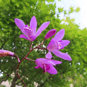 青空と緑の木々を背景に咲くシランの紫の花の写真