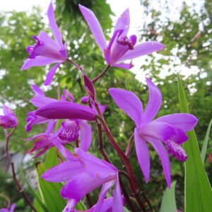 緑に囲まれた庭で咲くシランの花が映える写真