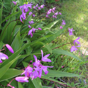 草地に広がるシランの群生と紫色の花の全体写真