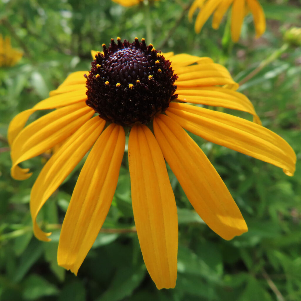 夏の陽射しを浴びて咲くミツバオオハンゴンソウの黄色い花のアップ