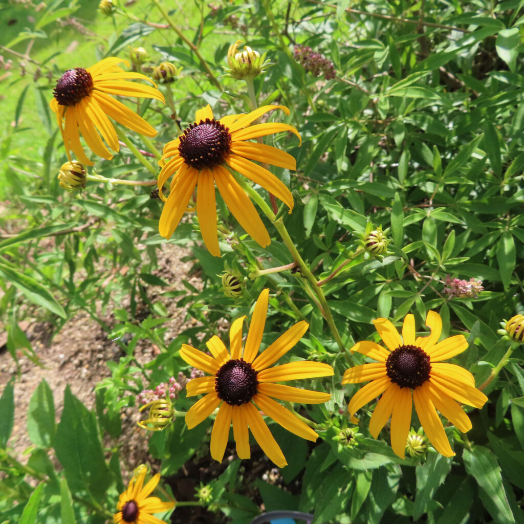 緑の葉に囲まれて咲く複数のミツバオオハンゴンソウの花
