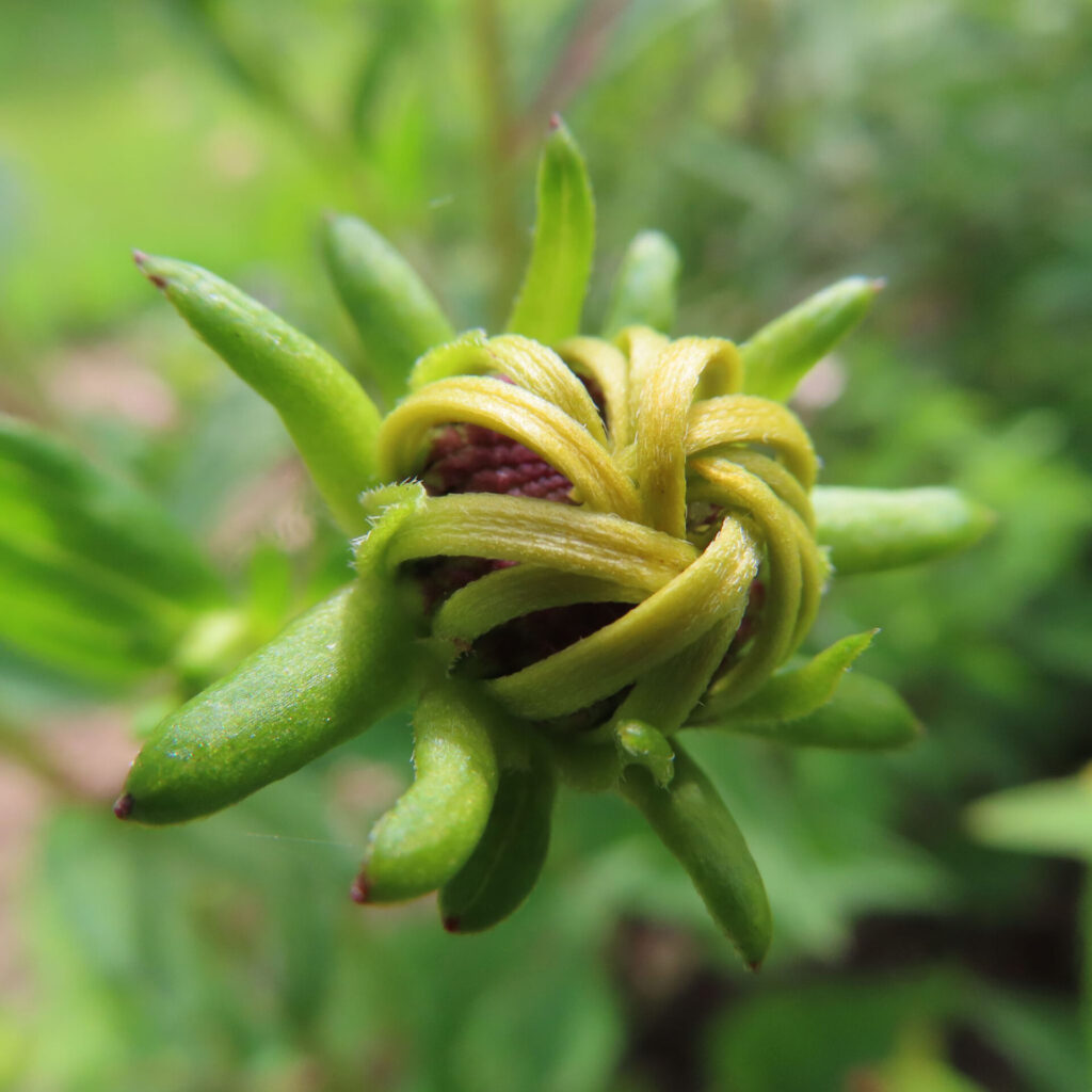 咲き始めのミツバオオハンゴンソウのつぼみ（マクロ撮影）