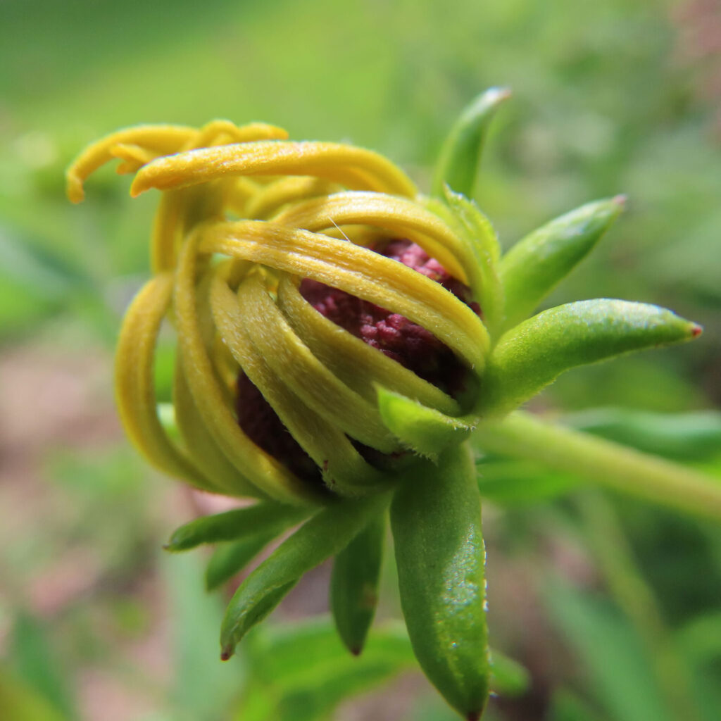 ミツバオオハンゴンソウのつぼみがゆっくりと開き始める様子