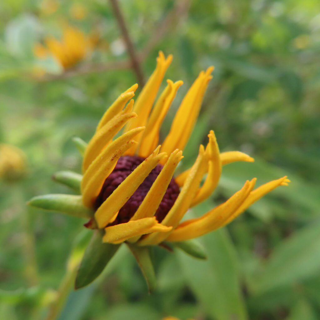 花びらが伸び始めたミツバオオハンゴンソウの開花初期