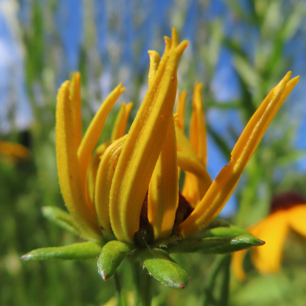 開花直前のミツバオオハンゴンソウ、黄色い花びらが放射状に伸びる