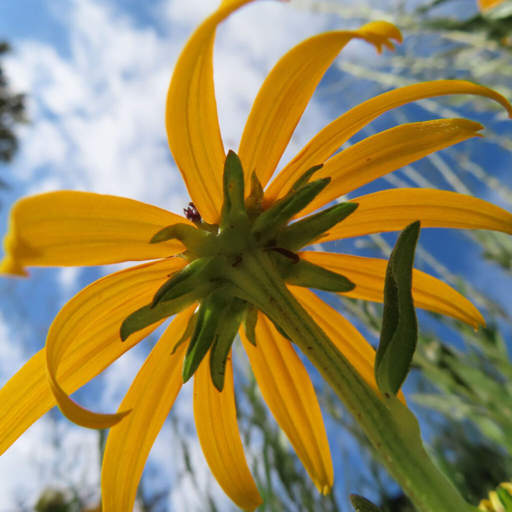 ミツバオオハンゴンソウの花を下から見上げた鮮やかな一枚