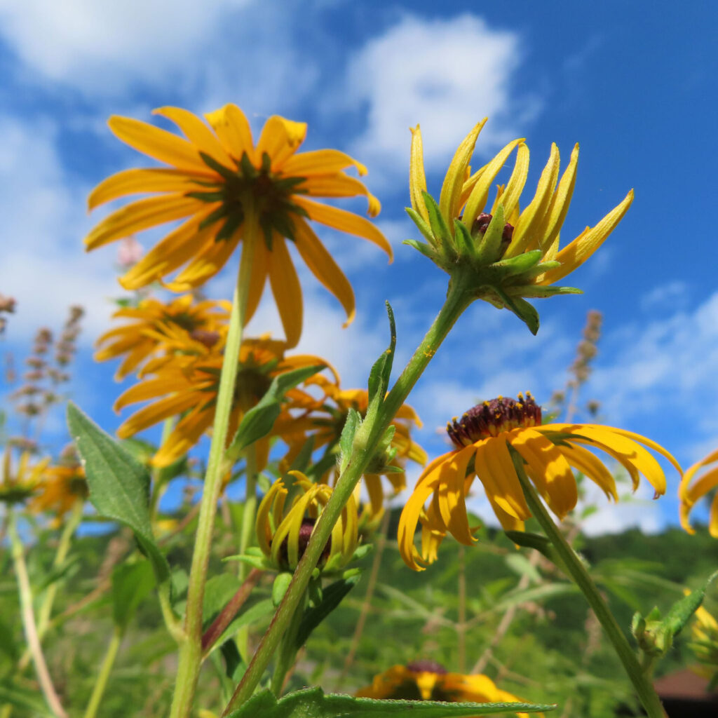 夏空の下、元気に咲き誇るミツバオオハンゴンソウの群生