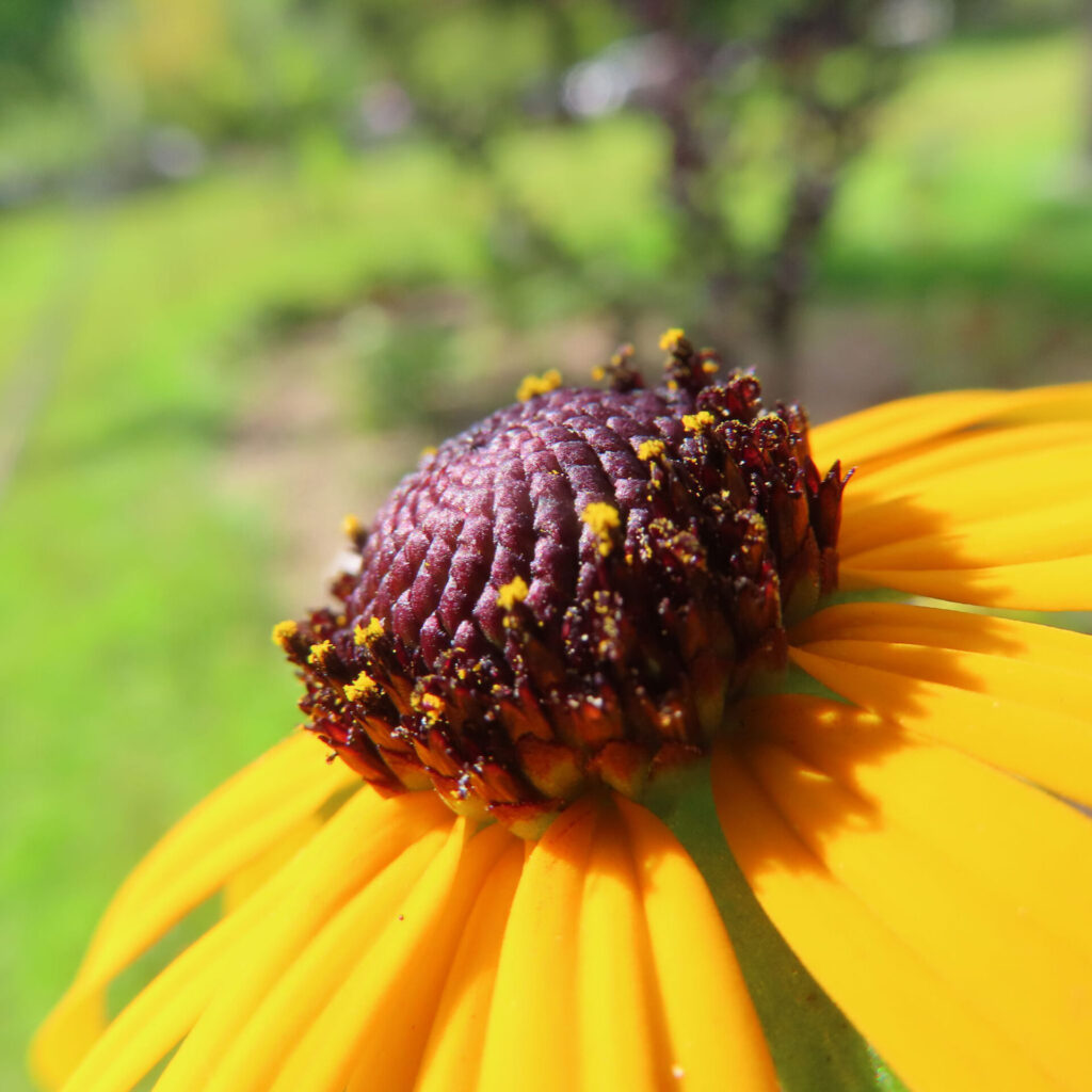 花粉をたっぷりと付けたミツバオオハンゴンソウの花の中心部の接写