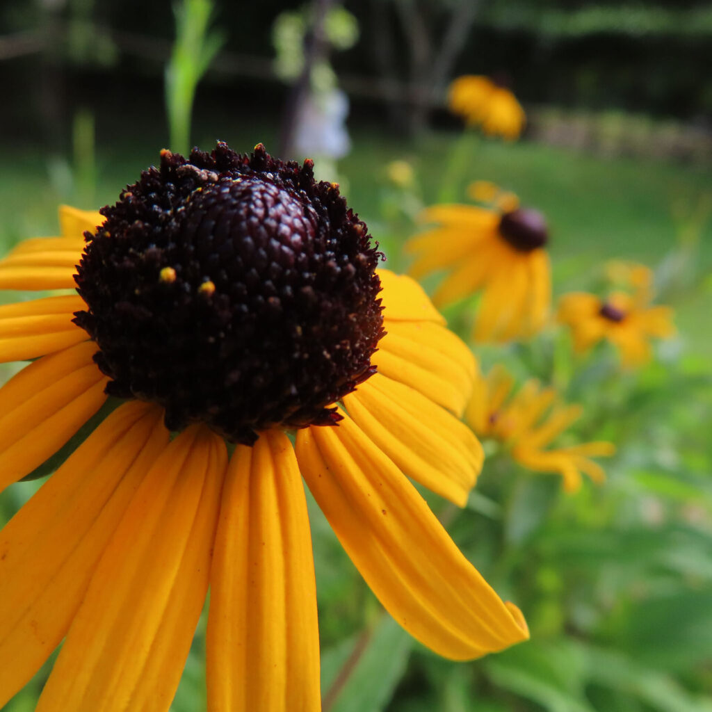 ミツバオオハンゴンソウの花の群生の写真