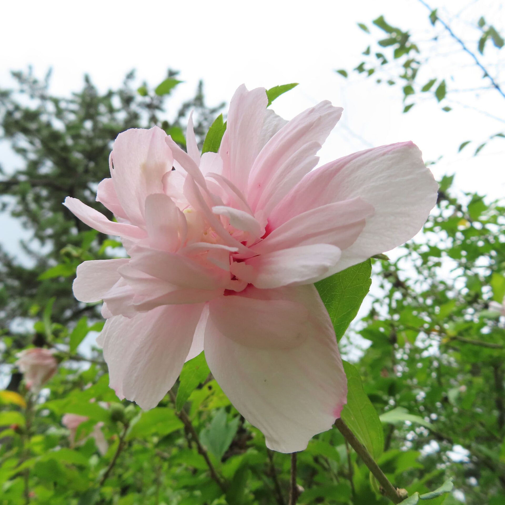 ムクゲがピンク色の花を咲かせています