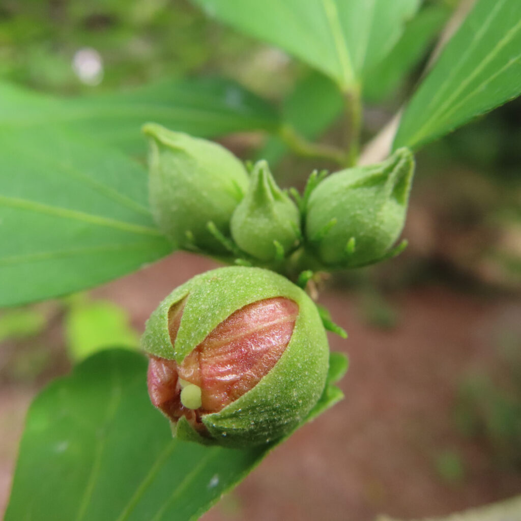 日本の夏に咲くムクゲの蕾が開き始める瞬間のクローズアップ写真