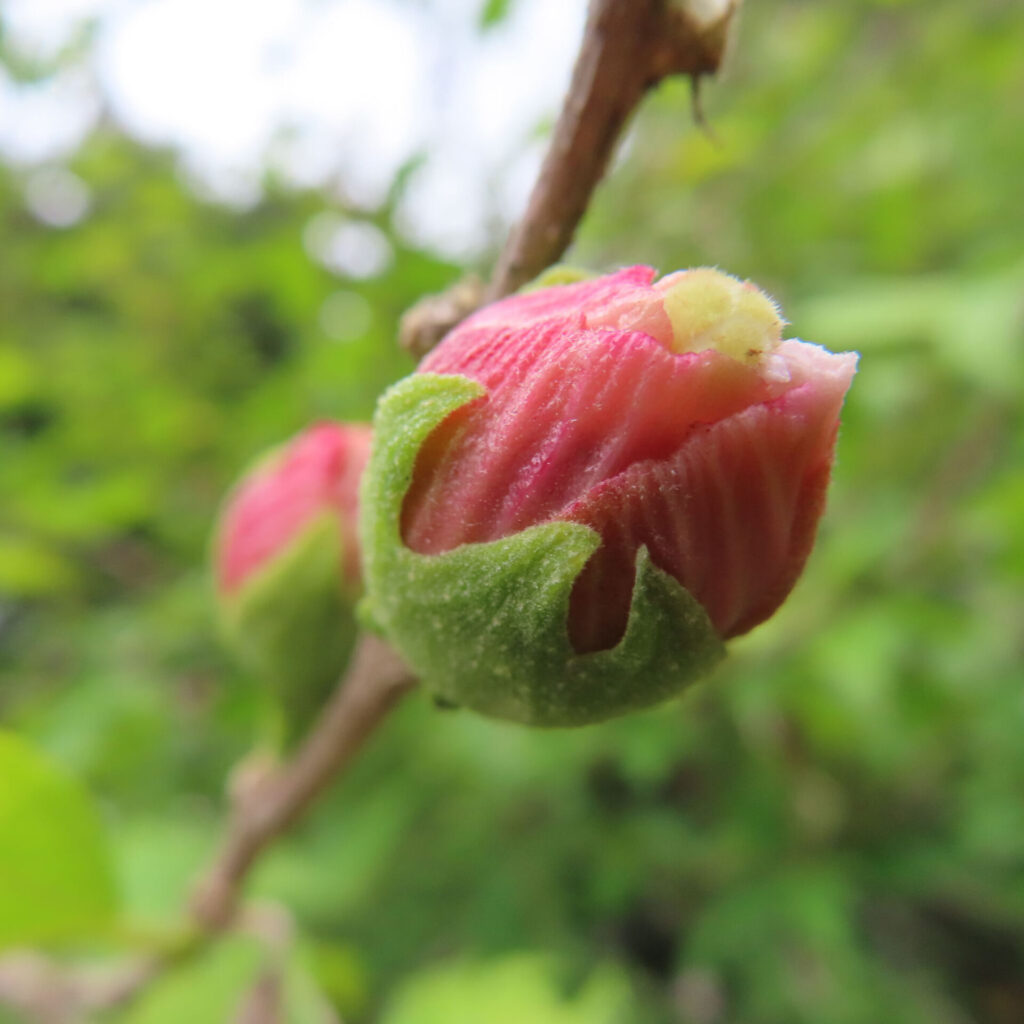 日本の夏に咲くムクゲの蕾がほころび始めるクローズアップ写真