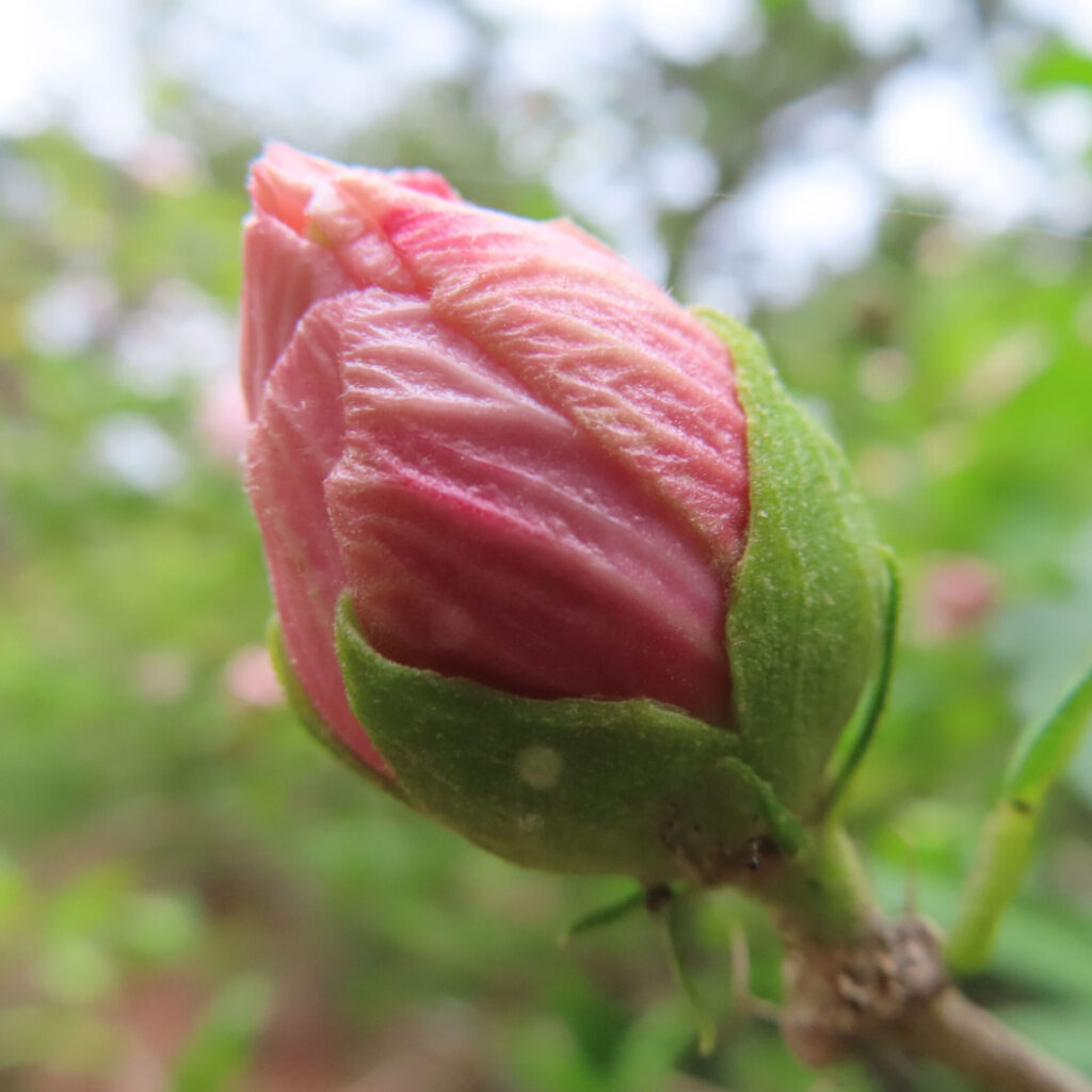日本の夏に咲くムクゲの蕾が開花直前の姿をとらえたクローズアップ写真