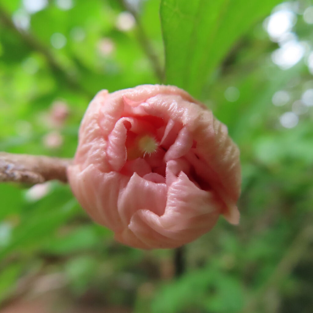 日本の夏に咲くムクゲの花がほころび始めた瞬間のクローズアップ写真