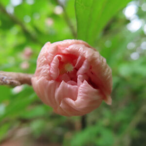 日本の夏に咲くムクゲの花がほころび始めた瞬間のクローズアップ写真