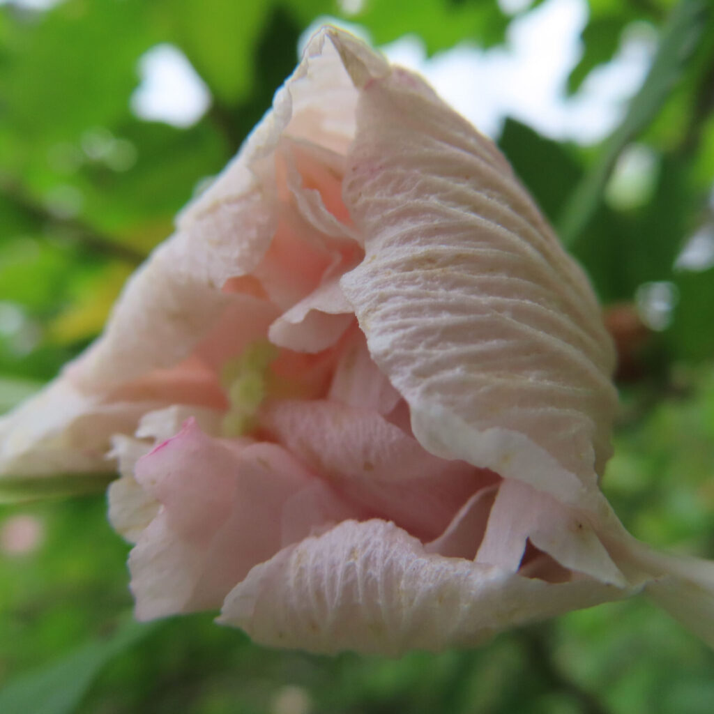 日本の夏に咲くムクゲの花が淡いピンク色で開きかけているクローズアップ写真