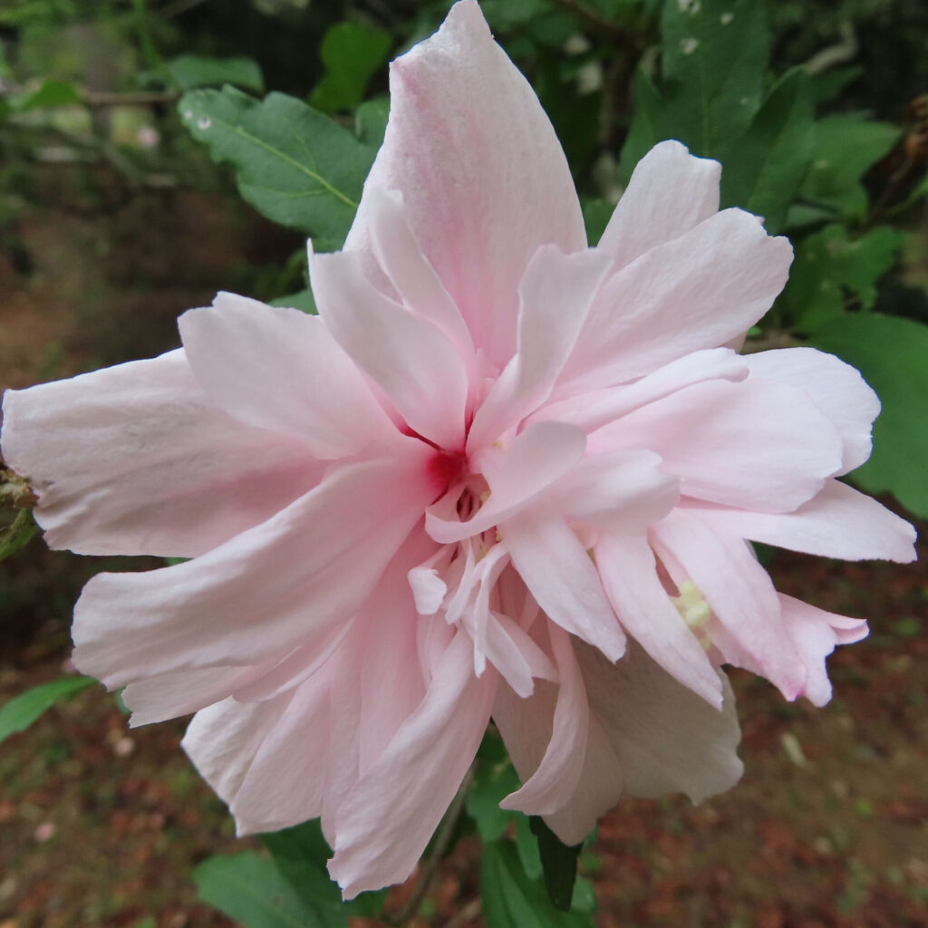 日本の夏に咲く淡いピンク色のムクゲの花のクローズアップ写真