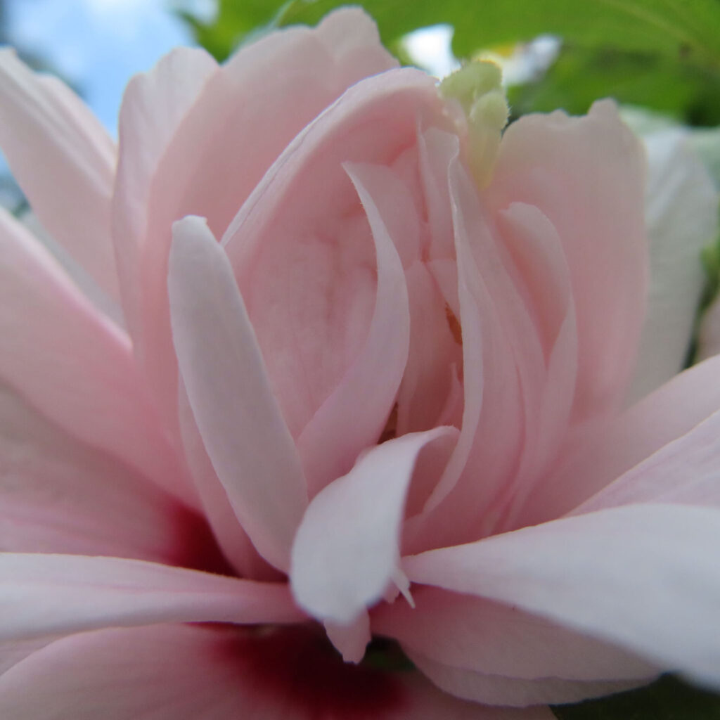 日本の夏に咲く淡いピンク色のムクゲの花を接写したクローズアップ写真