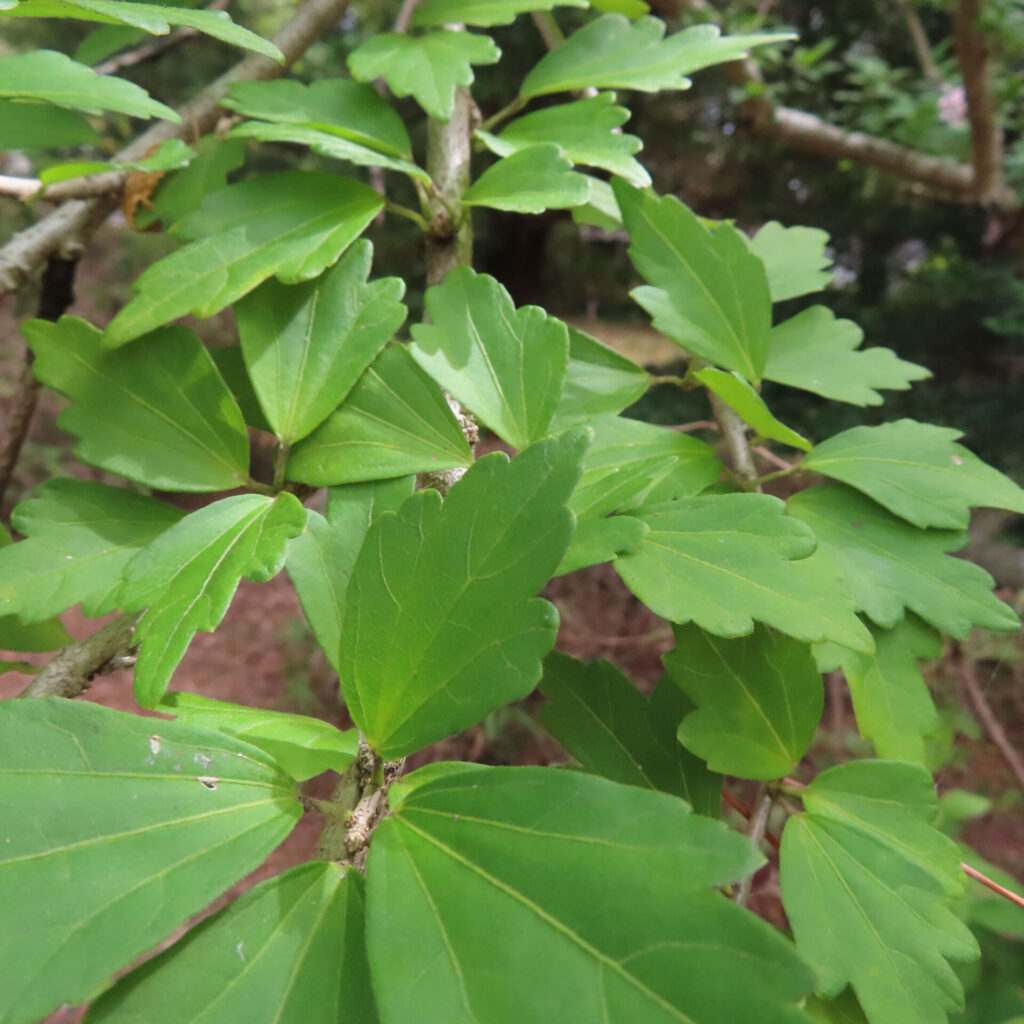日本の夏に茂るムクゲの緑色の葉のクローズアップ写真