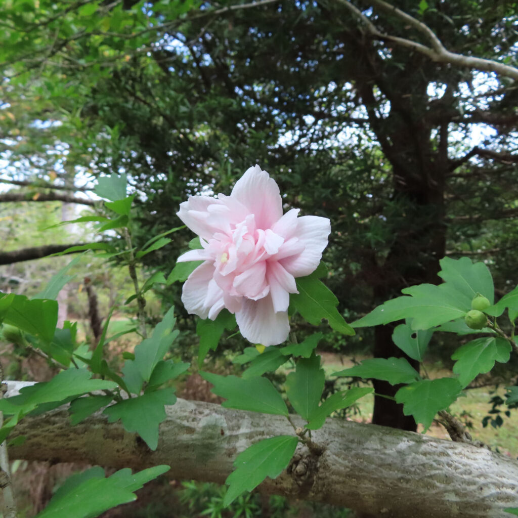 日本の夏に咲く淡いピンク色のムクゲの花と緑の葉を枝にとらえた写真