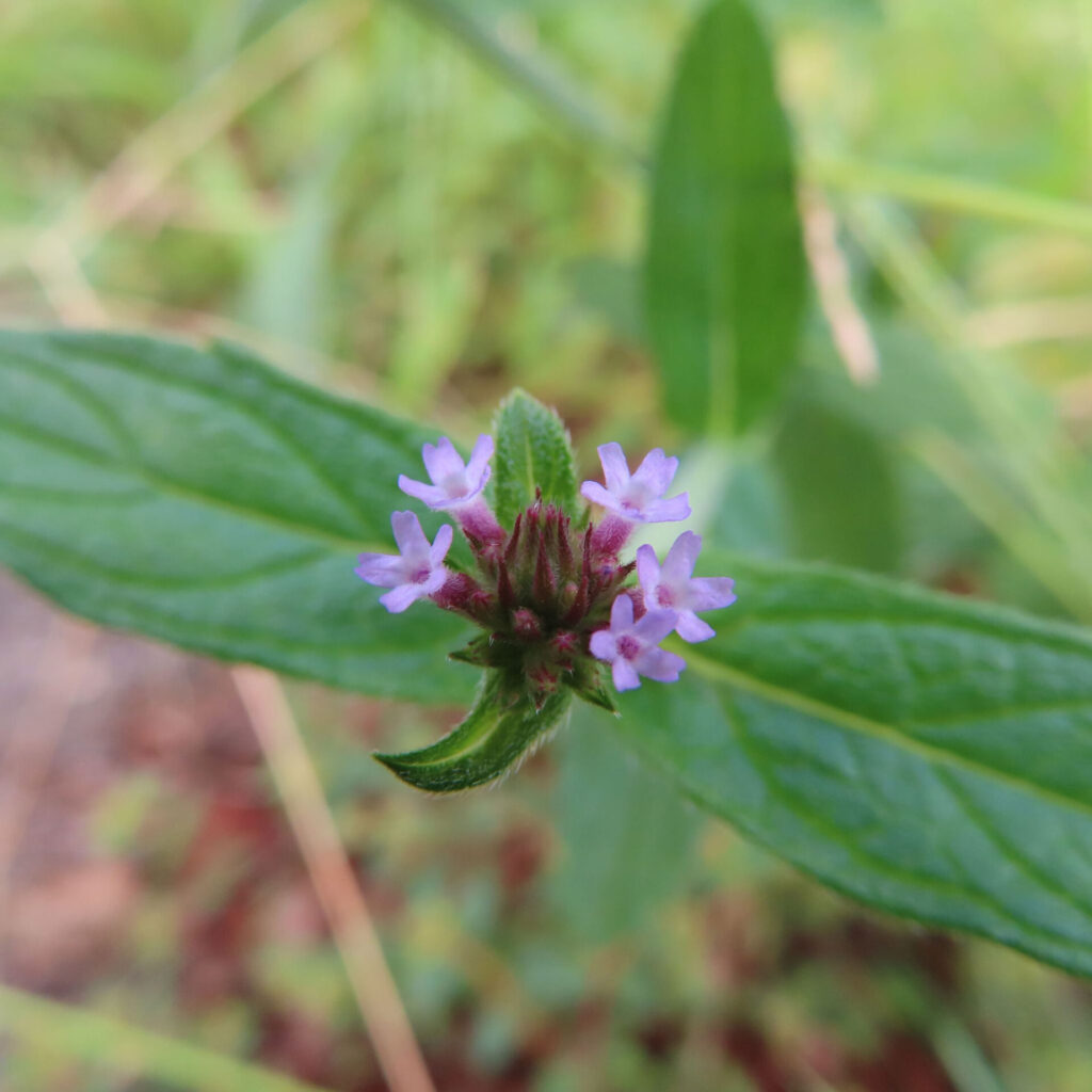 日本で秋にヤナギハナガサが紫色の小花を咲かせている姿。細長い葉の先に穂状に集まった花が咲く様子を接写で撮影。
