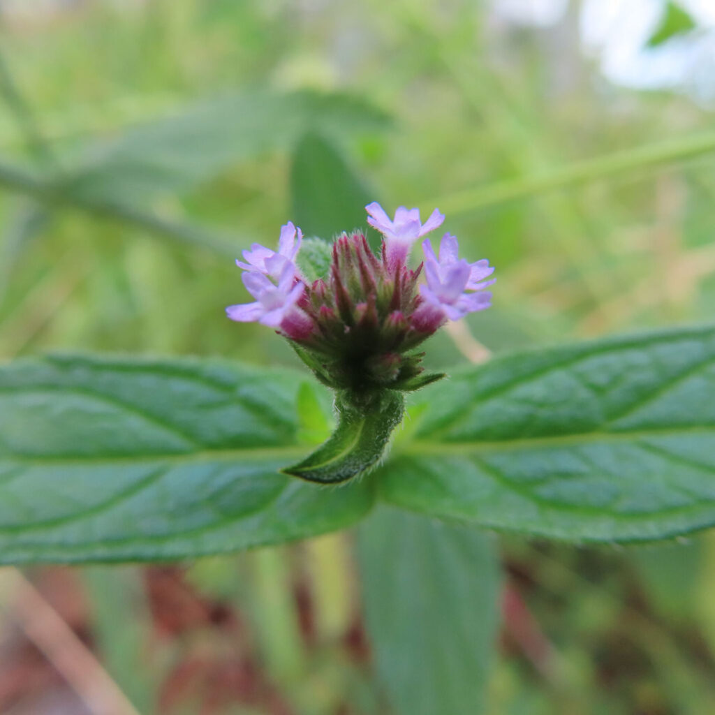 日本で秋にヤナギハナガサが紫色の花を咲かせている様子。細長い緑の葉の間から小花が穂状に集まって咲く姿を接写で撮影。