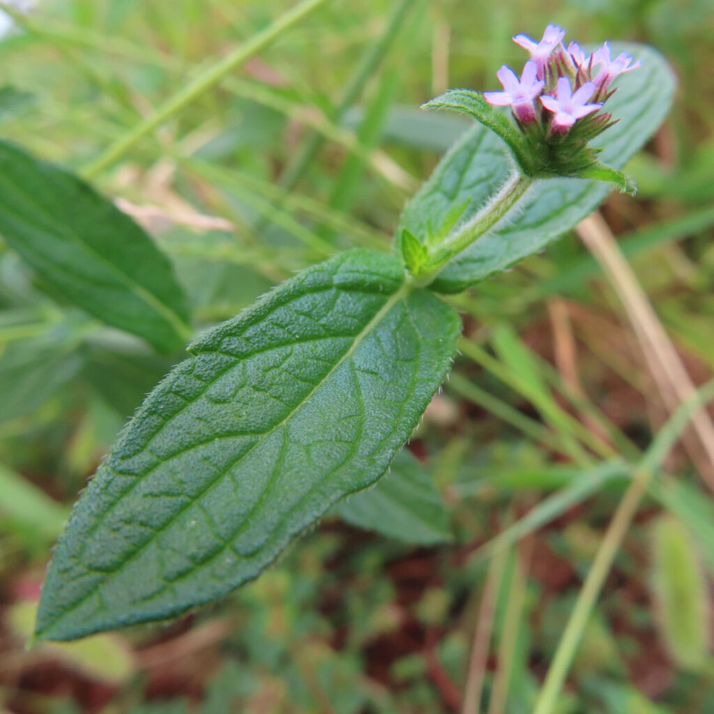 日本で秋にヤナギハナガサが紫色の花を咲かせている様子。細長い緑の葉が斜めに伸び、先端に小花が穂状に集まって咲く姿を接写で撮影。