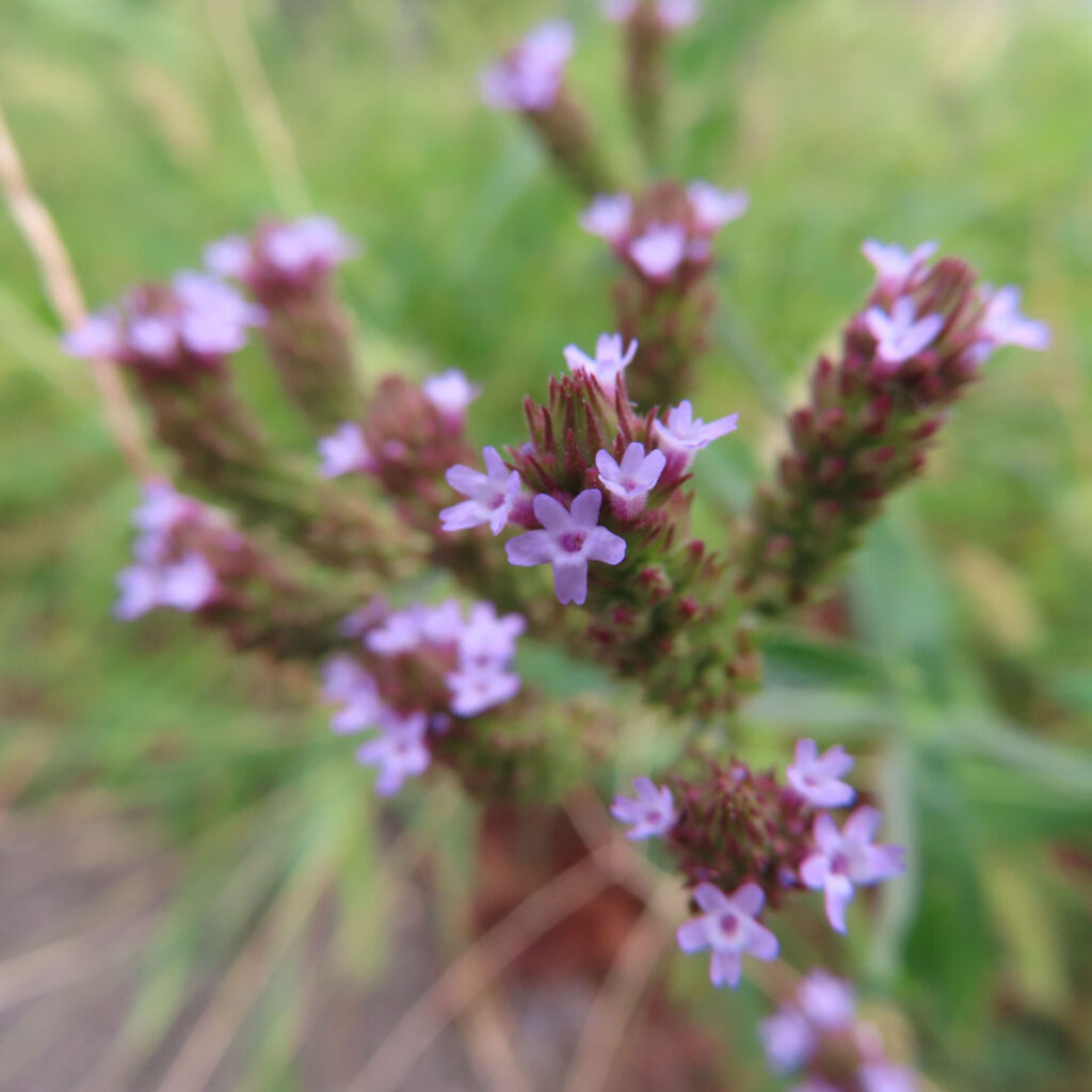 日本で秋にヤナギハナガサが紫色の小花を群れ咲かせている様子。穂状に伸びた茎の先に小さな花が密集して咲く姿を接写で撮影。