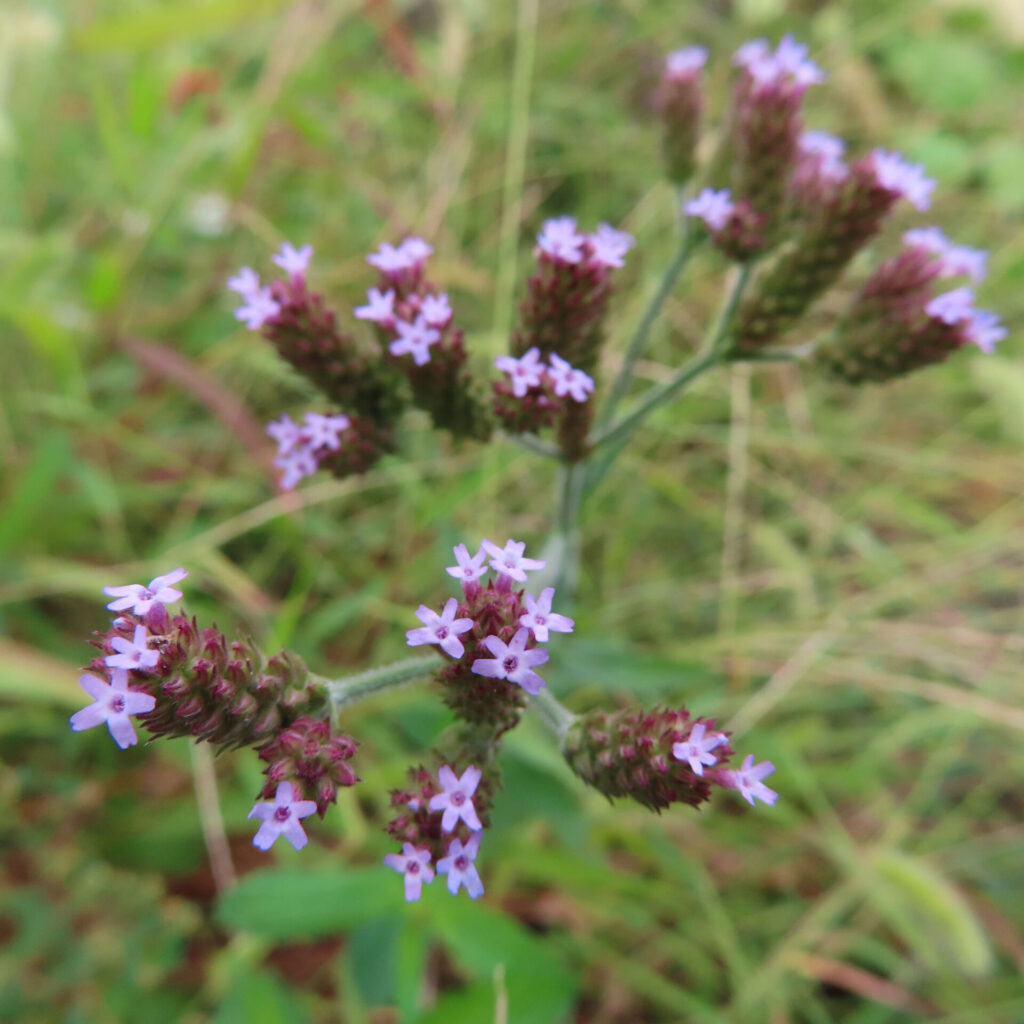 日本で秋にヤナギハナガサが紫色の小花を多数咲かせている様子。枝分かれした茎の先に穂状の花が集まり、自然の中で咲く姿を接写で撮影。