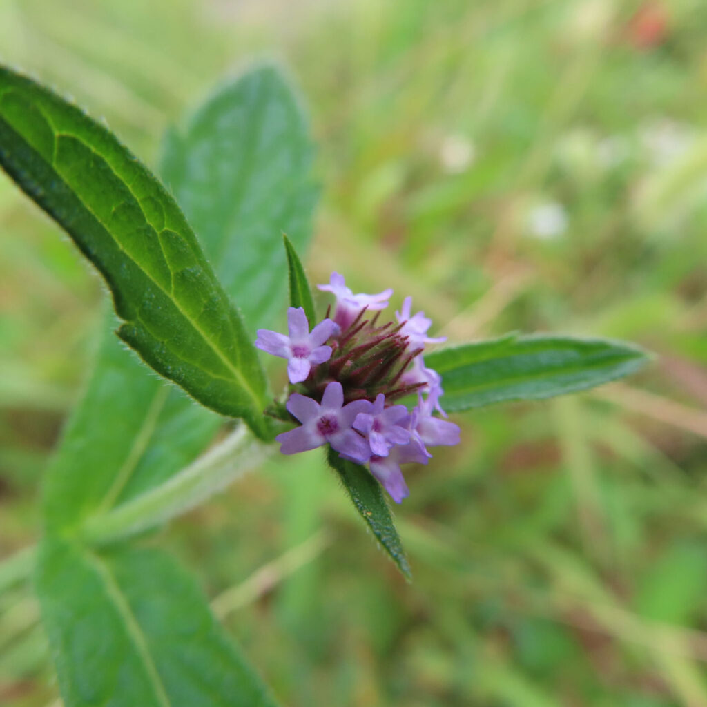 日本で秋にヤナギハナガサが紫色の小花を咲かせている様子。緑の葉の先に穂状に集まった花が咲く姿を接写で撮影。